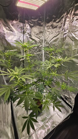 Princess Piper — flower, day 1