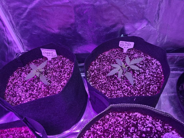 first auto grow — seedling_rooting, day 14