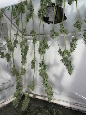 Queen B  — flower, day 76