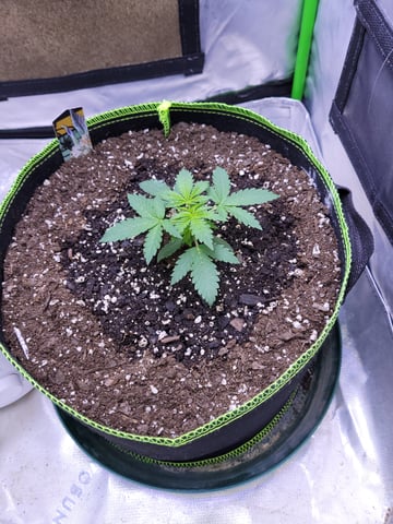 auto  — seedling_rooting, day 18