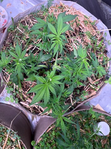 1.75 — flower, day 44