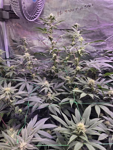 4 strains in 1 tent — flower, day 90