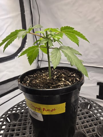 Zoap & Mimosa x OrangePunch