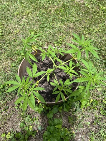 2026 Outdoor — vegetative, day 45