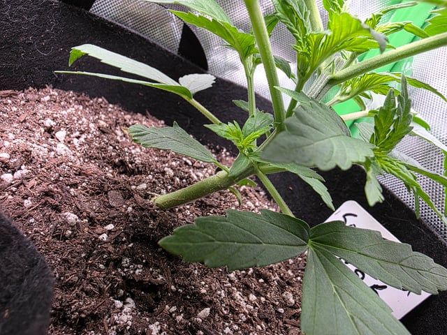 My Second Indoor — vegetative, day 19