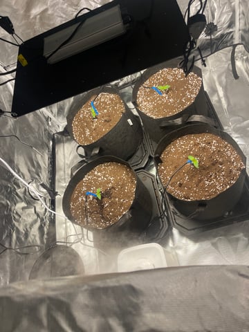 1st Ever Grow (GodFather OG) (Coco) — seedling_rooting, day 10