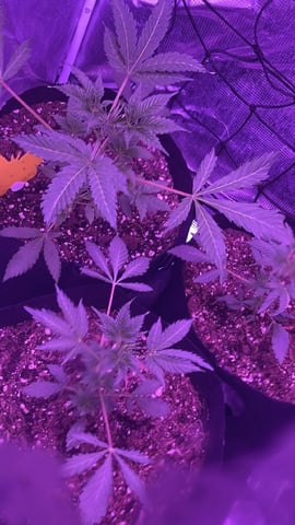 CB (Fem Photo) — vegetative, day 1
