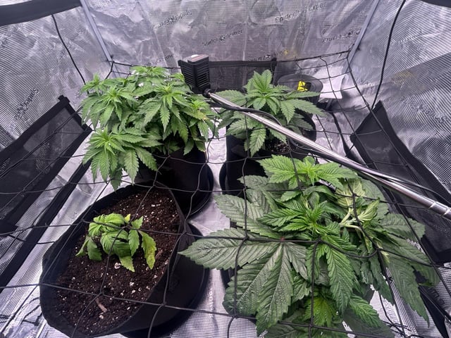 2025-26 harvest INDOOR — vegetative, day 71