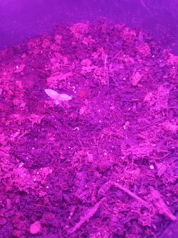 aurora auto — seedling_rooting, day 1