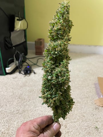 2nd Grow Ever — harvest, day 81