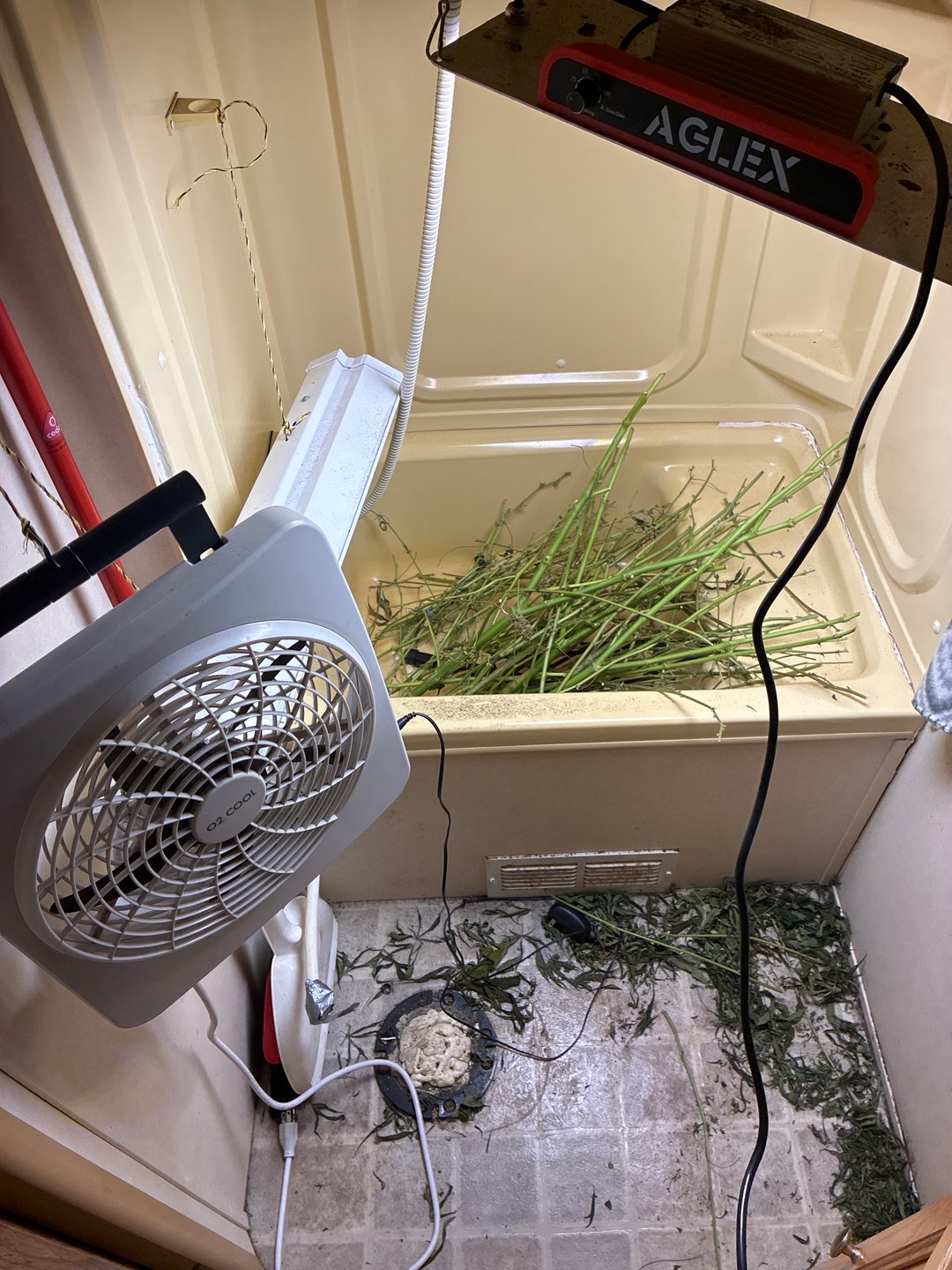 BlackBerry Indoor Grow