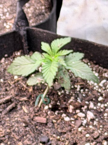 4’x8’ Grow1 — seedling_rooting, day 1