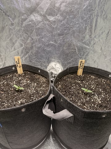 Gorilla Runtz — vegetative, day 7
