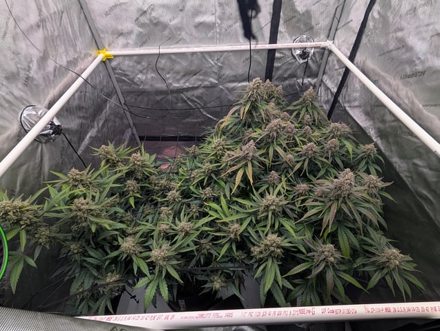 Grow #4 — flower, day 78