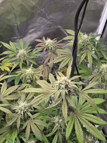 Autoflower NIGHT OWL — flower, day 12