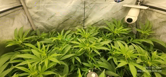 Punch Mints Pheno #2 — flower, day 9