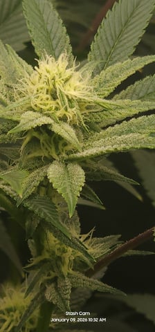 Another Custom Creation — flower, day 104