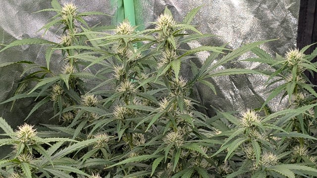 Strawberry Cheesecake Seedsman Seeds Autoflowers x2 — flower, day 64