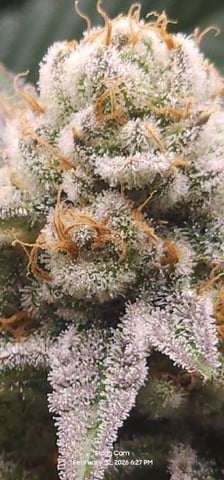 Punch Mints Female Pheno #2 Clone(s) — flower, day 300