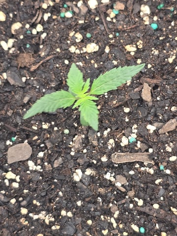 blue dream auto — vegetative, day 13