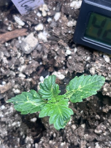 s1 Jokerz — seedling_rooting, day 14