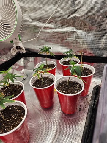HE1E we GROW  — flower, day 171