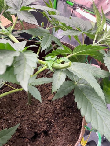 First Grow – Learning Every Day — vegetative, day 13
