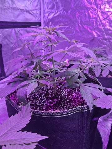 first auto grow — vegetative, day 27
