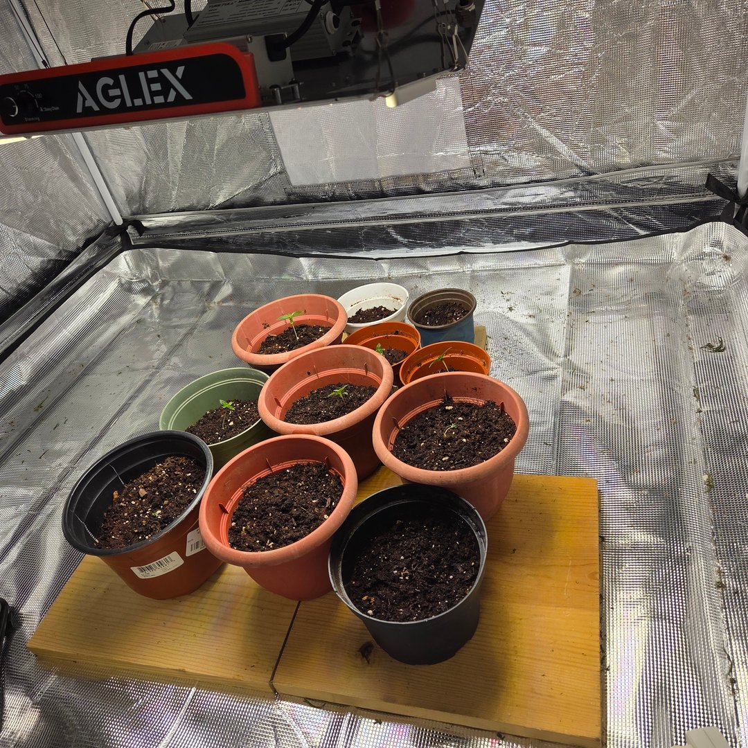 1st indoor grow 8 smaller plan t s