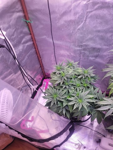 2 Week Old Babies — vegetative, day 28