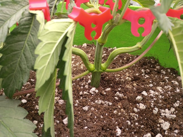 FastBuds Photo-Lemon Mandarin  — vegetative, day 37