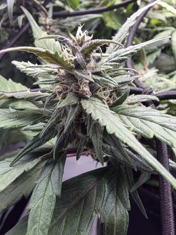 Vanna's Vanilla — auto, day 66