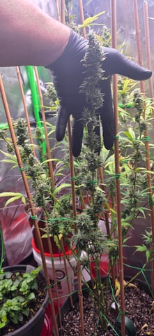 Here We Grow... — flower, day 85