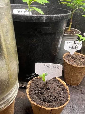 Gushers — seedling_rooting, day 8