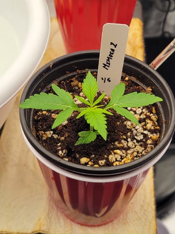 1st grow — vegetative, day 9