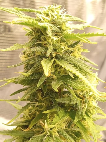 Blueberry critical kush x purple peyote wifi  and one L.a kush cake . — flower, day 77