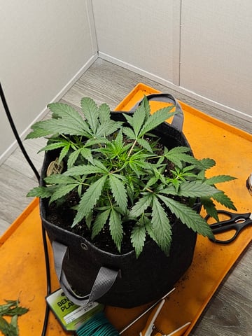 Mango Runtz — seedling_rooting, day 39