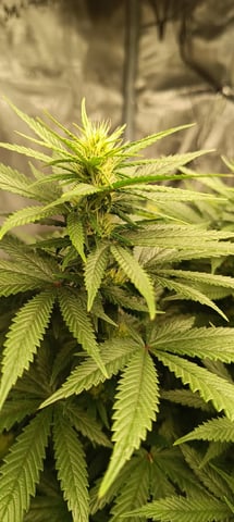 First Time Growing  — flower, day 67