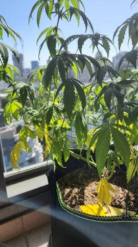 Royal Highness — flower, day 84