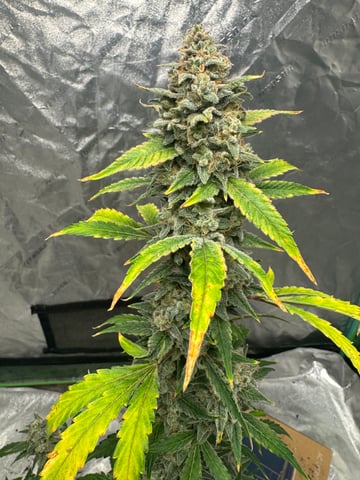 white runtz auto flower — flower, day 79