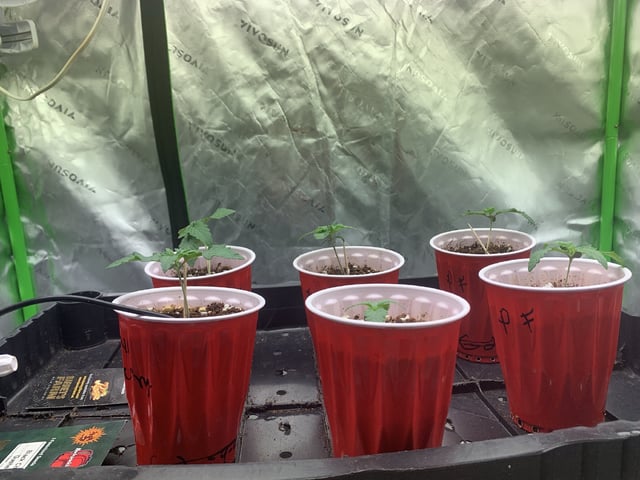 Papaya Frosting  — seedling_rooting, day 13