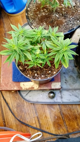 Jack hearer/Jack the ripper?