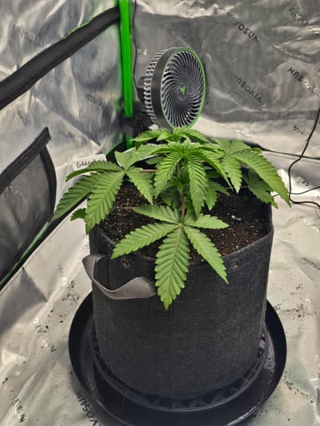 2nd grow round 2 — vegetative, day 23