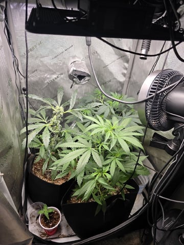 Indoor — vegetative, day 51