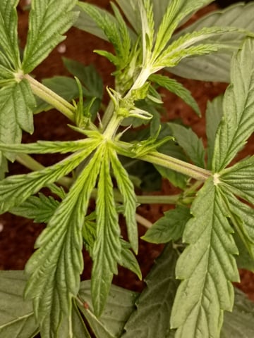 1st Grow Eva — vegetative, day 17