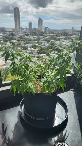 Royal Highness — vegetative, day 75