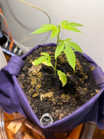 My Devine Conscious  — vegetative, day 27