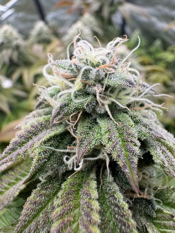 Hollywood Headband and LimeHeads  — flower, day 150