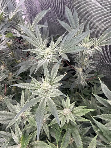 exotic genetix / beleaf cut white truffle  — flower, day 27