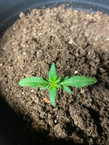 My First Grow — seedling_rooting, day 26